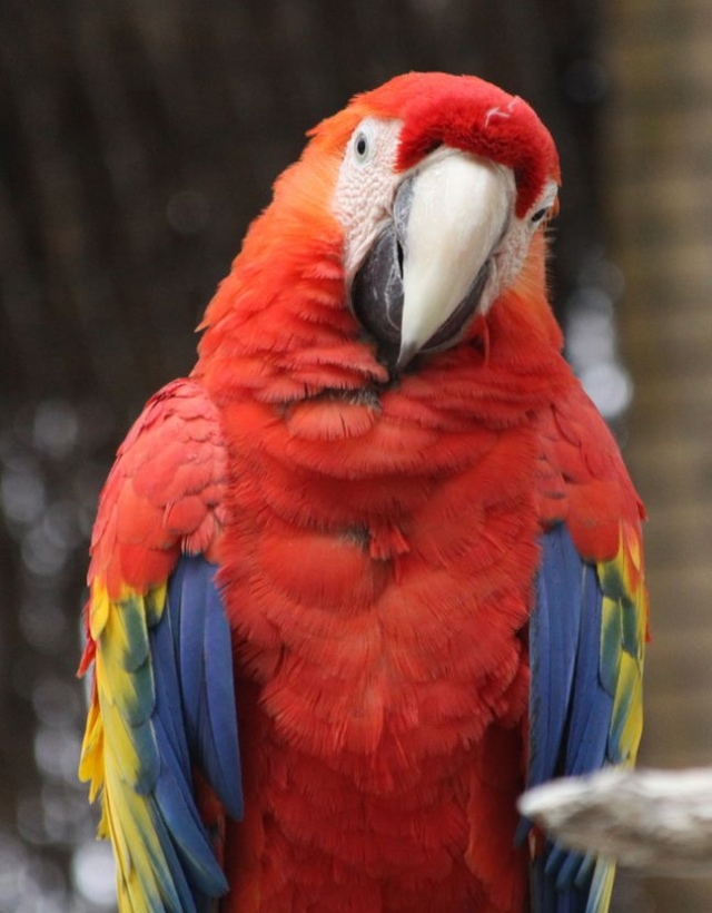  El Guacamayos del Zoológico de Montpellier 